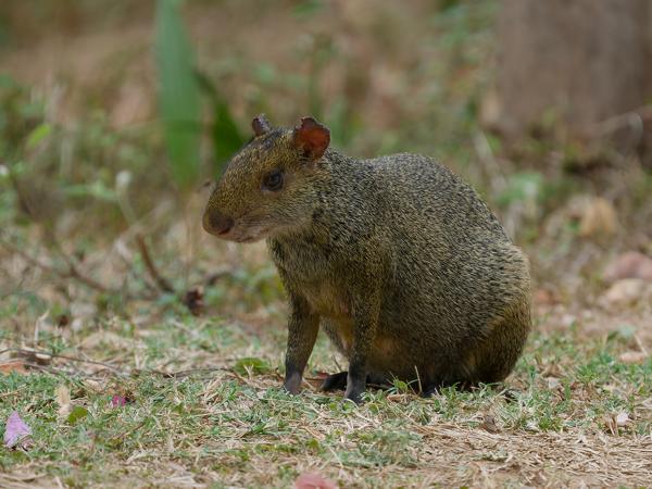 Azara's agoeti (Dasyprocta azarae)